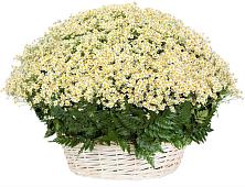 Цветочная композиция из Ромашки в корзине #REPLACE_PRED# Октябрьское Ханты-Мансийский АО